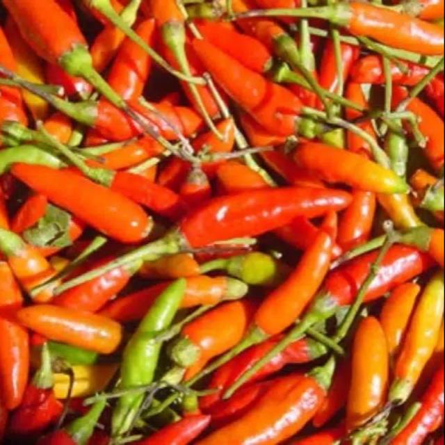 

Cabe Rawit Merah Warna Warni Pedas Setan Sambal Lado Cabai Kiloan