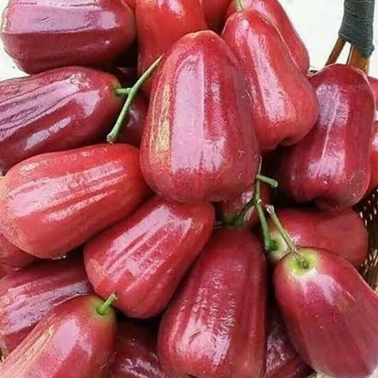 

Jambu Citra Segar Tanpa Biji | Buah Jambu Air Citra