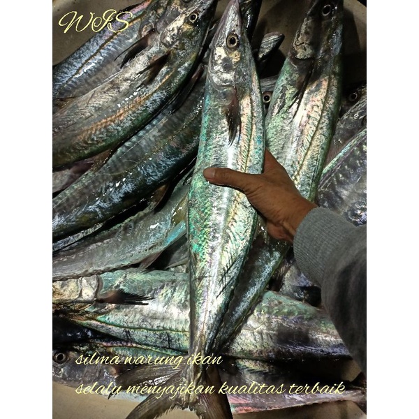 

Ikan tenggiri super Joss segar harian 1 kg