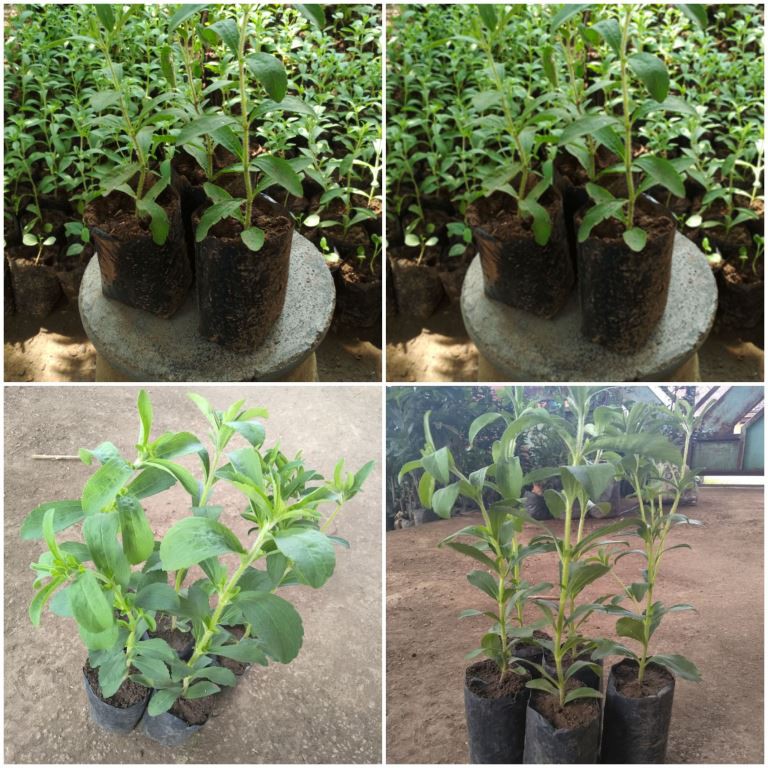 Tanaman Stevia