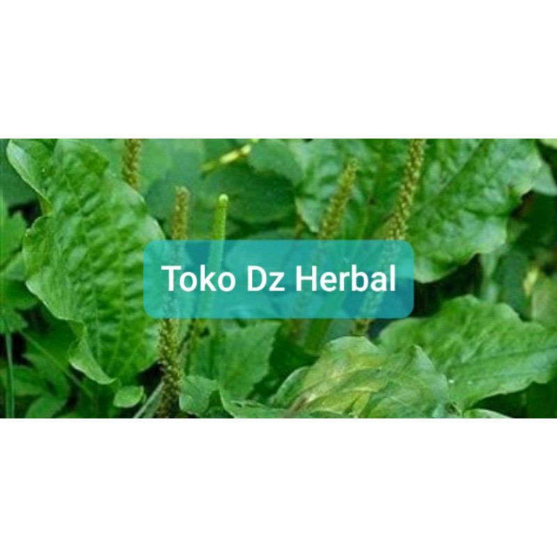 

Paket 1 kg daun sendok ki urat segar dan fresh-az