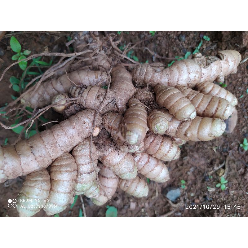 

kunyit segar/kunir 1 kg