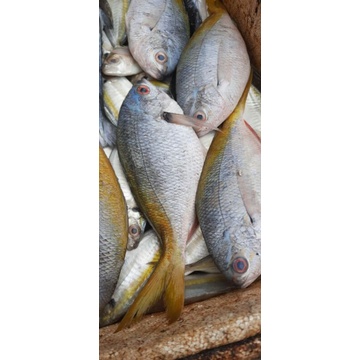 

ikan ekor kuning fresh 500grm