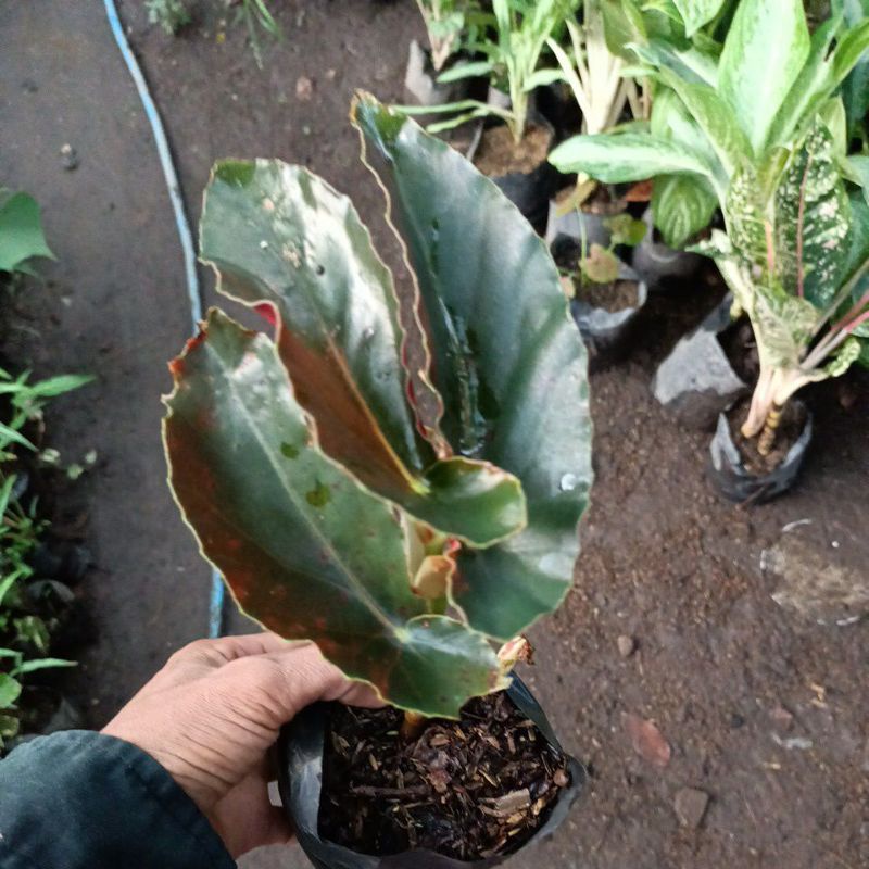 begonia  kuping kelinci