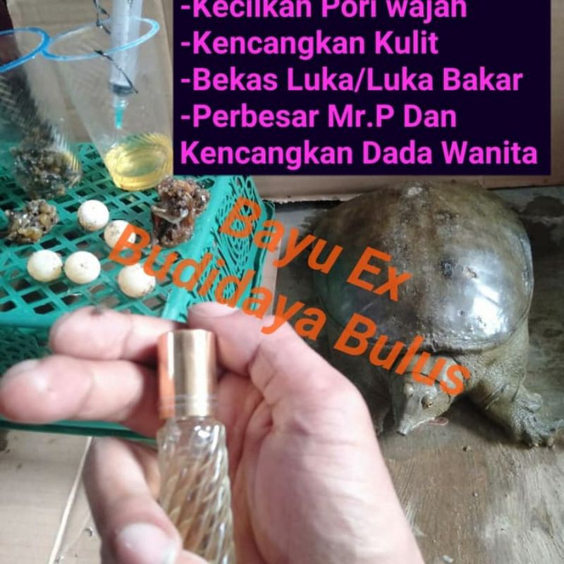 Minyak bulus asli buatan pembudidaya bulus