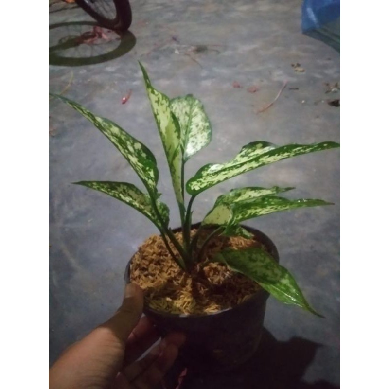 bunga aglonema snow white