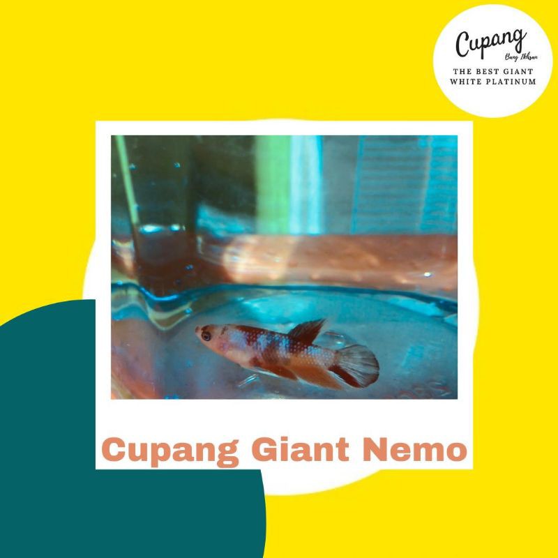 IKAN CUPANG GIANT NEMO multi color anakan