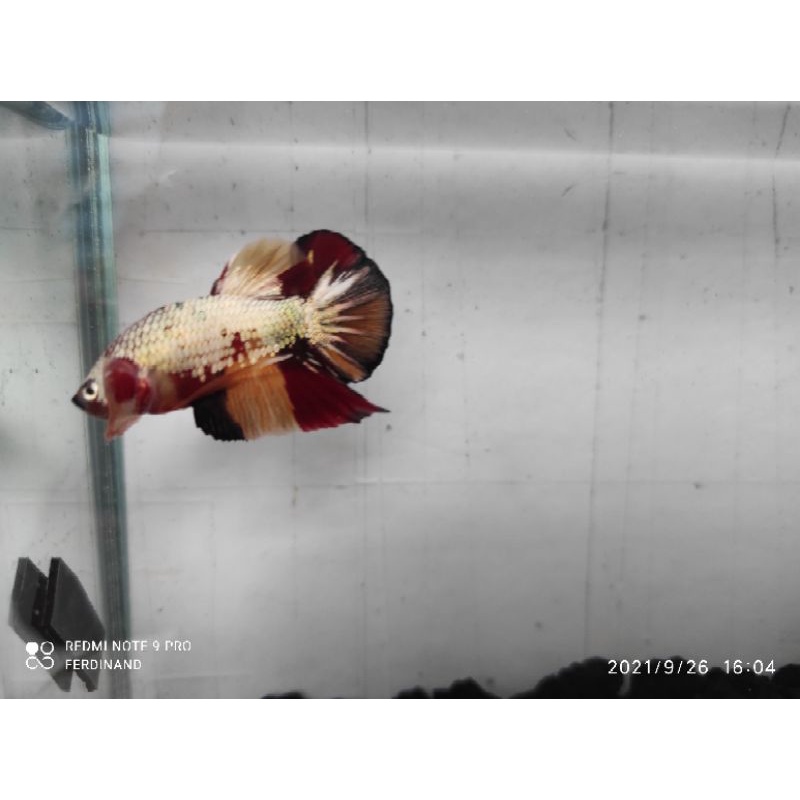 2 Male Avatar Nemo Cooper