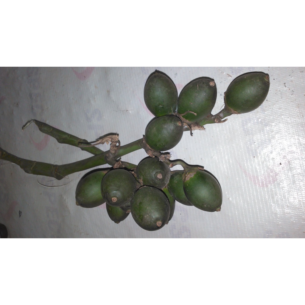 

pinang - jambe nom segar - basah herbal