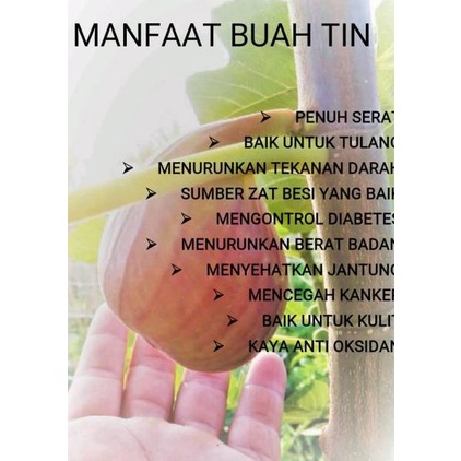 

[KODE KYSUN] Buah Tin, Ara, Fig Fresh Grade B 200grm. khusus pulau jawa