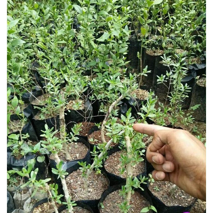 SEDIA BIBIT TANAMAN SETIGI STIGI BAHAN BONSAI - BENIH / BIJI / BIBIT SUPER