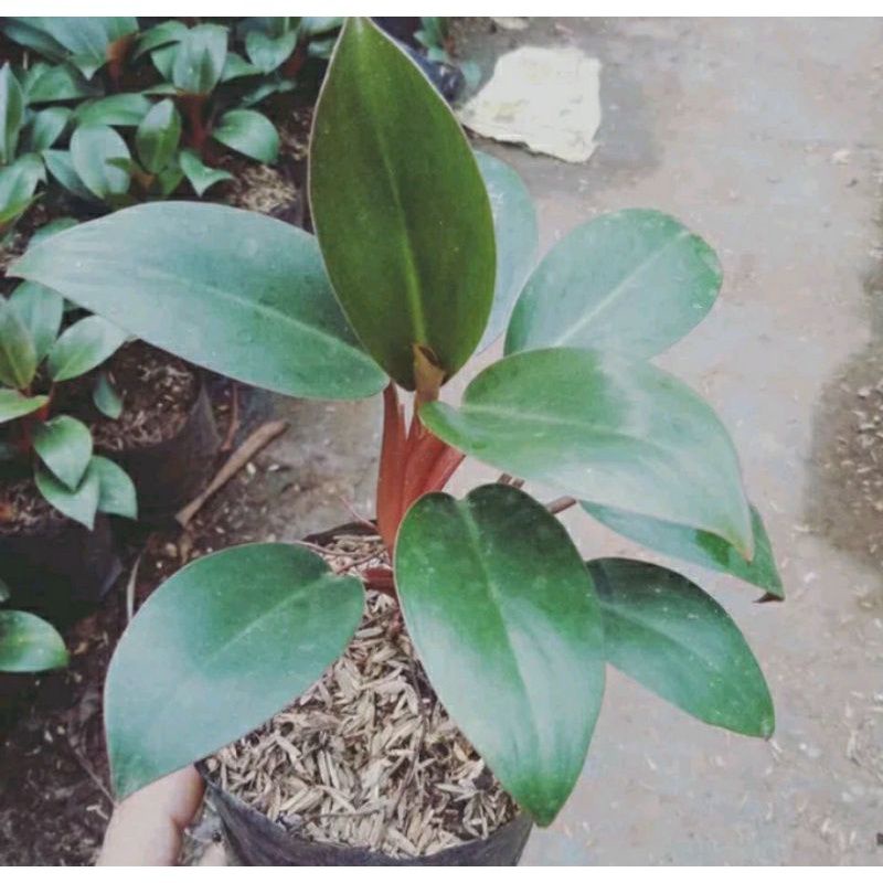 philodendron  kompacta Philo princes