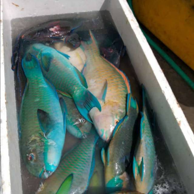 Apa Yang Anda Ketahui Tentang Ikan Kakatua Atau Parrotfishes Kelautan Dictio Community