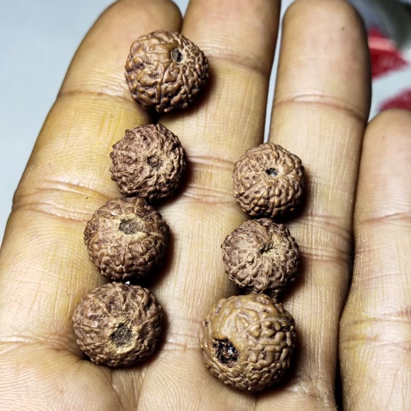 pesanan khusus rudraksha jenitri mukhi 10 ( 300 butir) mukhi 11(200 butir)