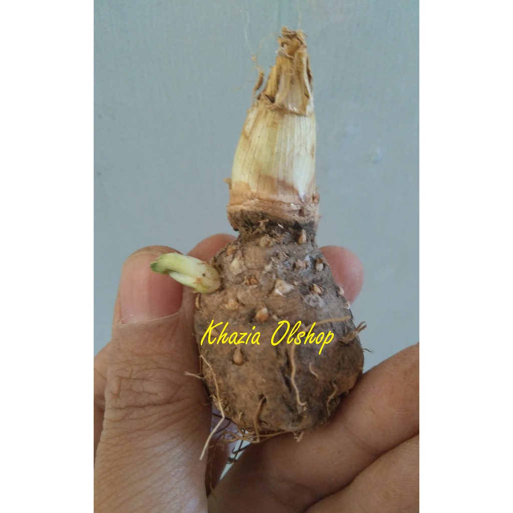Grade A Bibit Terbaik Bunga Sedap Malam Kering Siap Tanam