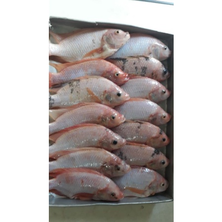

Ikan Nila Merah TIDAK BAU TANAH (lgsg dr Peternak)