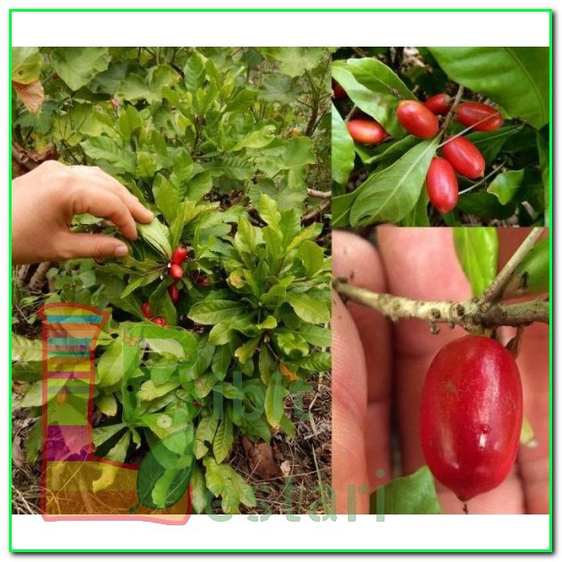 Bibit Super Miracle Fruit Kondisi Berbunga
