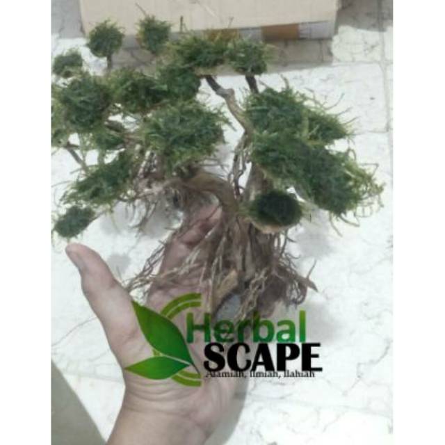 Aquascape kayu bonsai size L