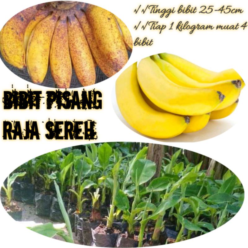 Bibit pisang raja sereh super