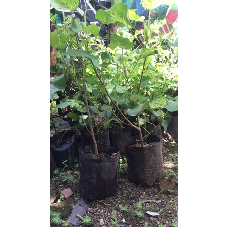 bibit / bahan bonsai waru wayang