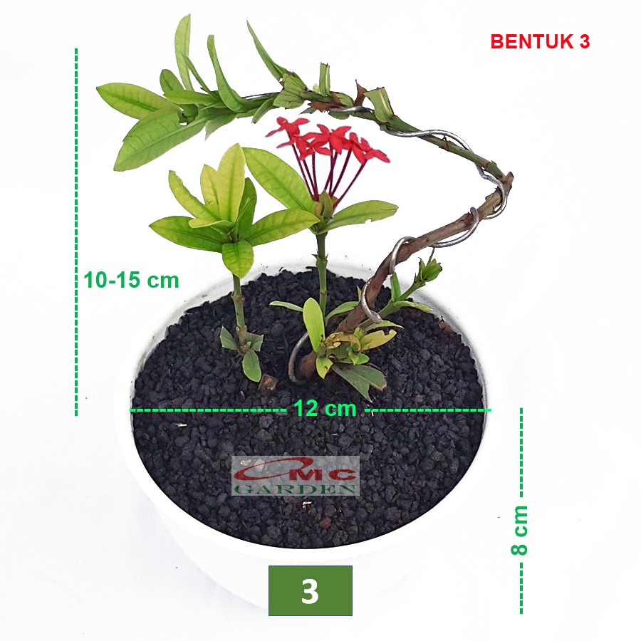 Tanaman Hias Bonsai Bonsae Mame Soka Mini Asoka Jepang Ixora Merah