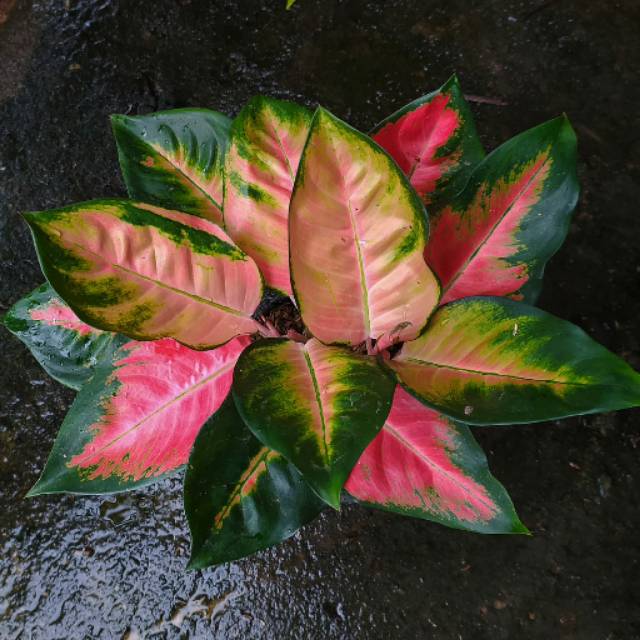 Aglonema kochin hibrid