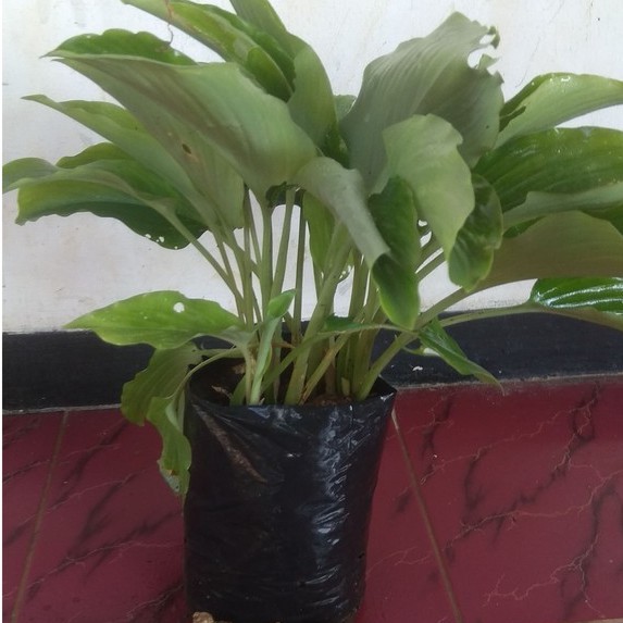 Kunyit Hitam Asli Kaempferia Parviflora / Kunir Hitam Black Ginger Asli