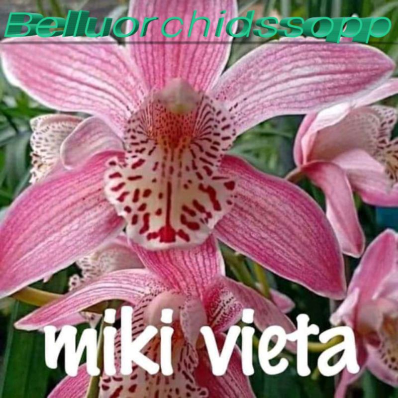 Bibit Anggrek Tanah Cimbidium (Anggrek Tanah) 250