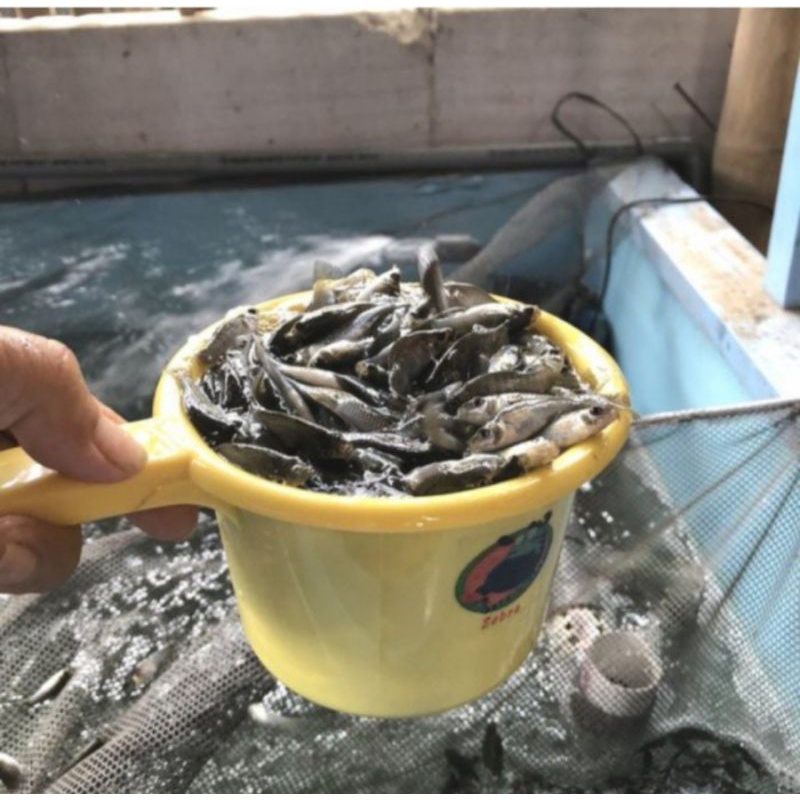 IKAN CERE LAUT