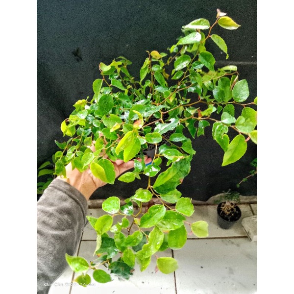 bahan bonsai rukem buah daun lancip pupus merah