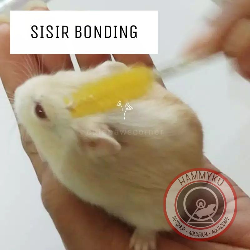 HAMSTER - SISIR BONDING HAMSTER