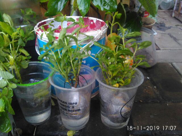 Tanaman Herbal & Pelengkap Masakan/pemanis Alami Daun Bibit Stevia