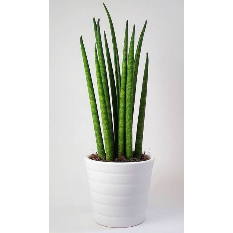 sansevieria cylindrica
