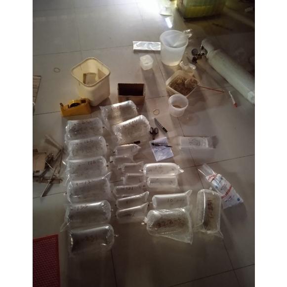 Super Promo↓ channa blue pulchra +-5 cm 82