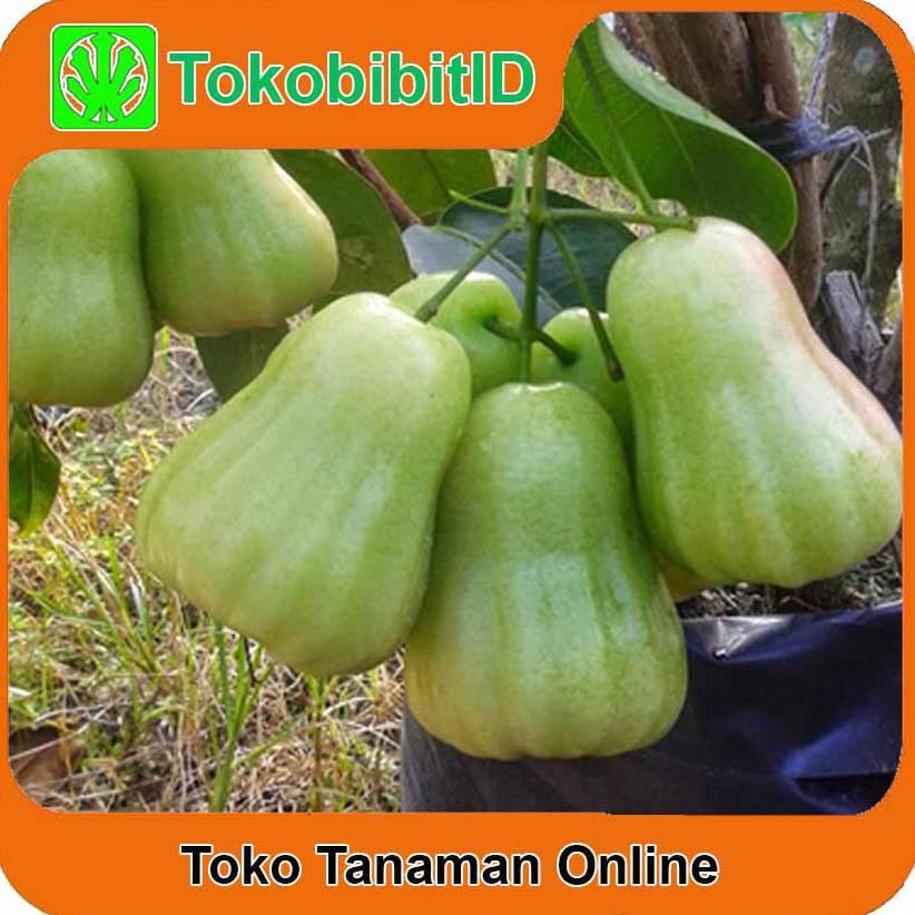 Tanaman Buah Jambu Air Madu Deli Hijau €