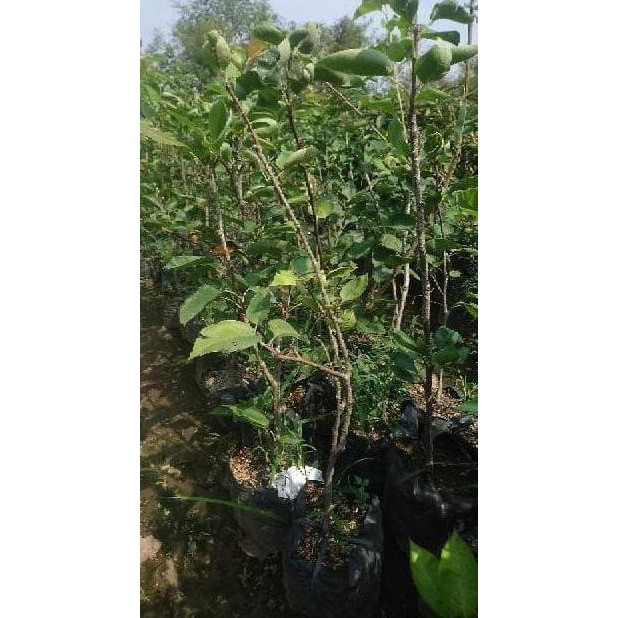 CRV BIBIT POHON PIR / TANAMAN BUAH PIR CUPS NY4R
