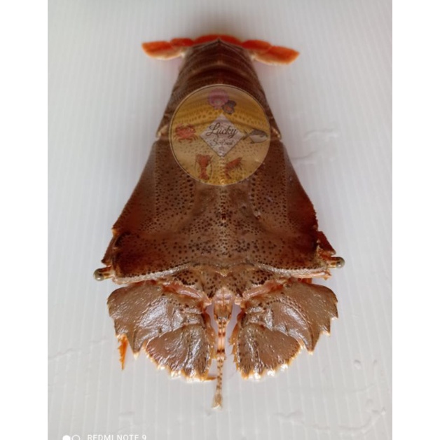

UDANG KIPAS FROZEN 500 GRAM