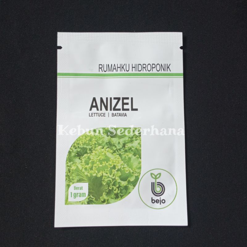 benih selada batavia Anizel bejo seed