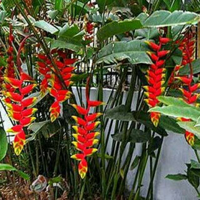 Tanaman Pisang Bali  atau Pisang  Betet Heliconia Colinsiana 