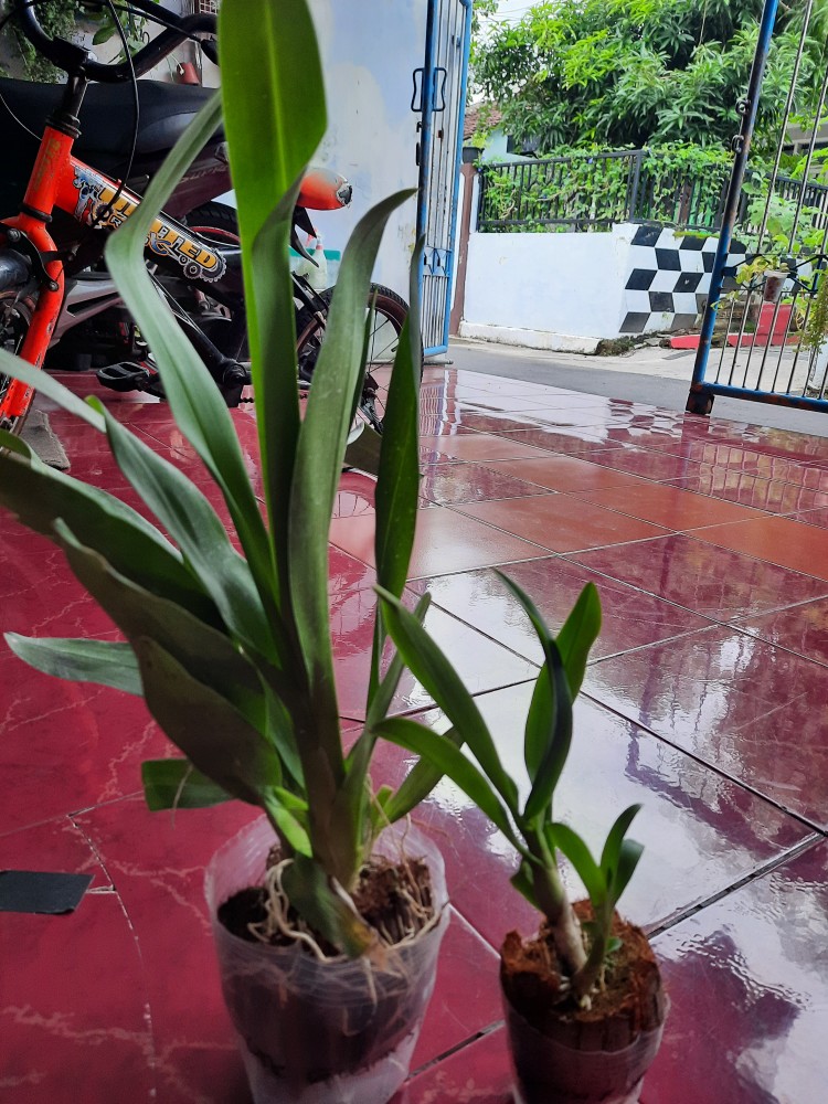 Oncidium Guan Shin Diamond