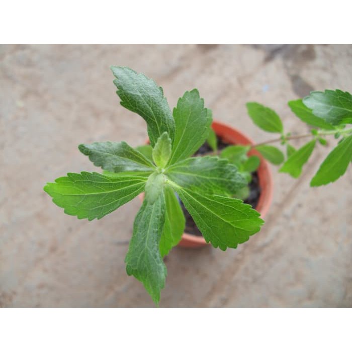 

Bunga Jadi.. Bibit Tanaman Stevia - bukan benih, harga termurah.