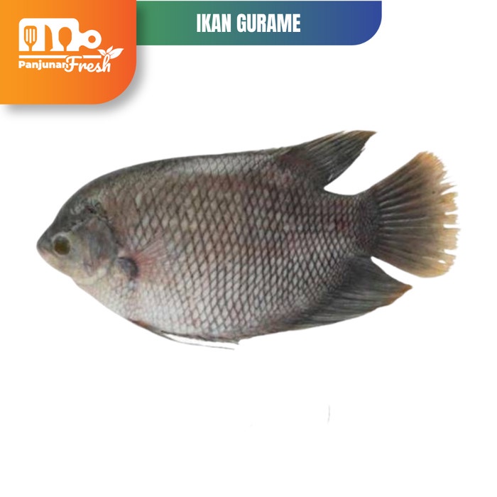 

Ikan Gurame 500gr Ikan Gurame Air Tawar