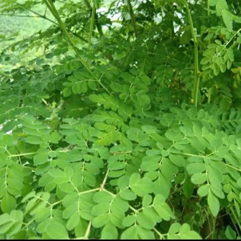 

Daun Kelor Segar,Perpack isi 500gram