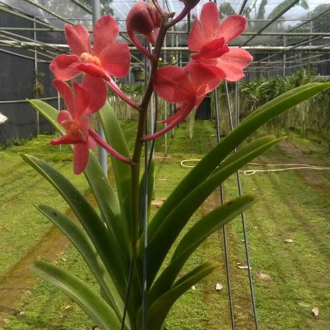 Terbaru Anggek Vanda Mokara Merah