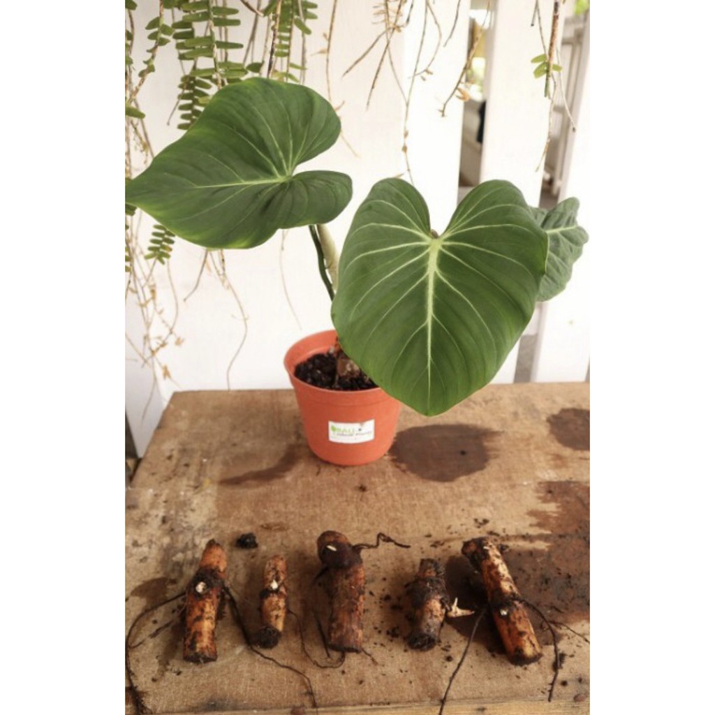 Promo bonggol philodendron gloriosum variegata