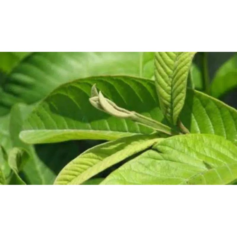 

herbal daun jambu biji berat 1 kg