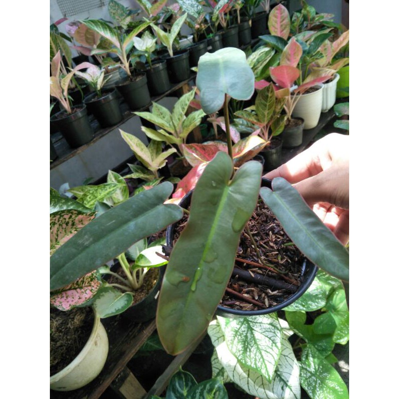 philodendron bilitae atabapoense