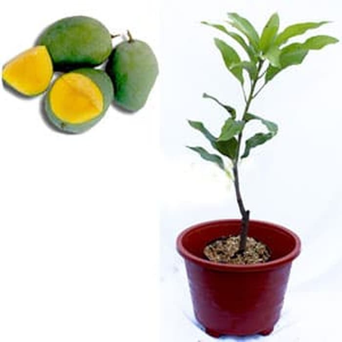 Bibit Mangga Manalagi Pohon Mangga Bibit Buah Mangga Manalagi