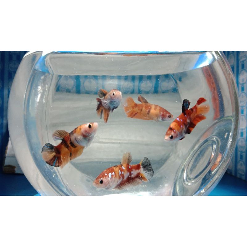 Cupang Female Nemo Leopard