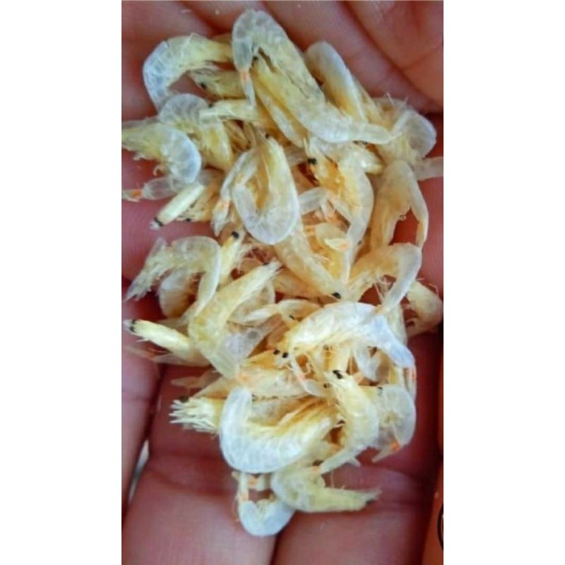 

Udang Rebon Tawar
